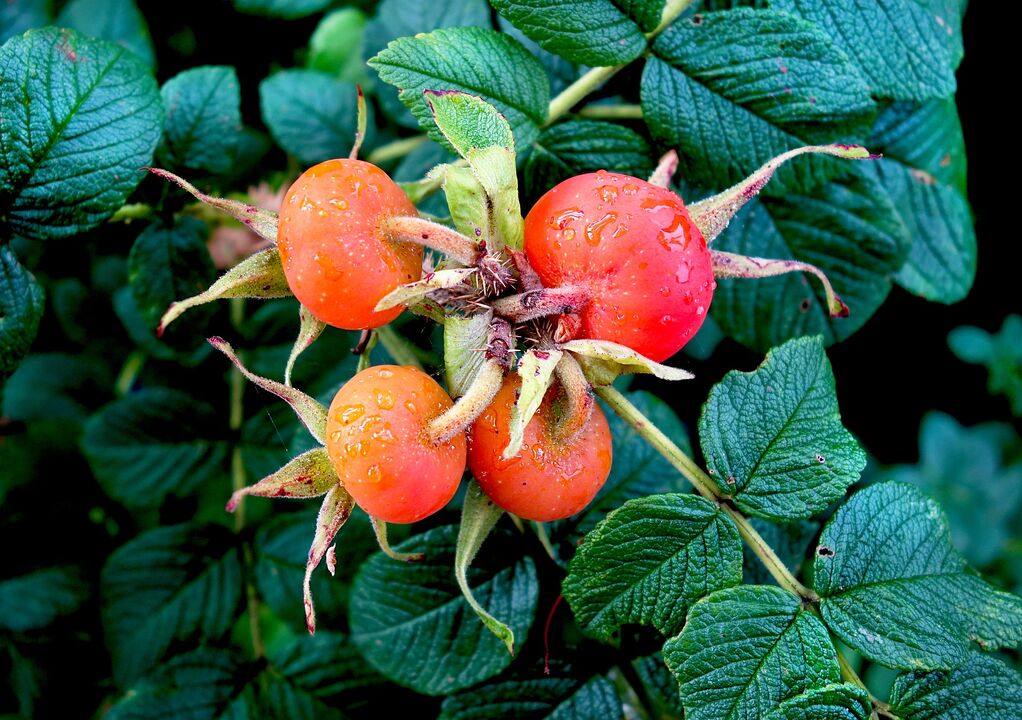 Rosehip for the treatment of cystitis
